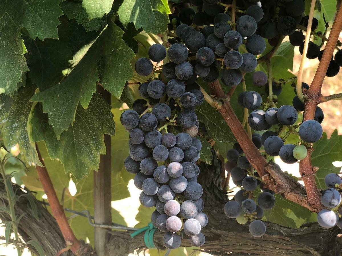 Agriturismo Pieve De Pitti Terricciola Zewnętrze zdjęcie