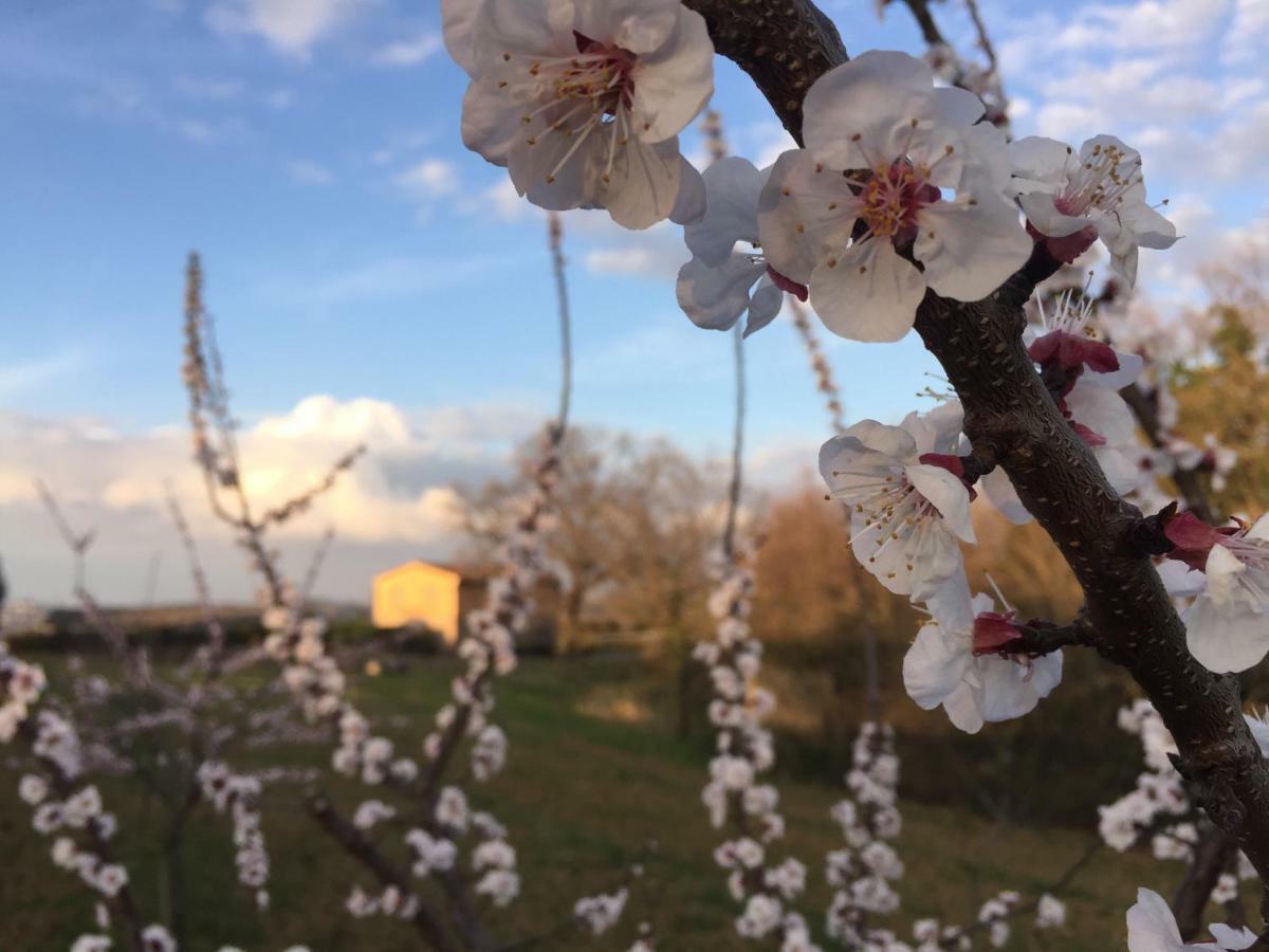 Agriturismo Pieve De Pitti Terricciola Zewnętrze zdjęcie